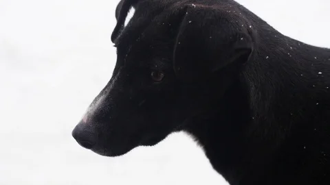 Dog In Slow Motion White Background Stock-Footage 85103977