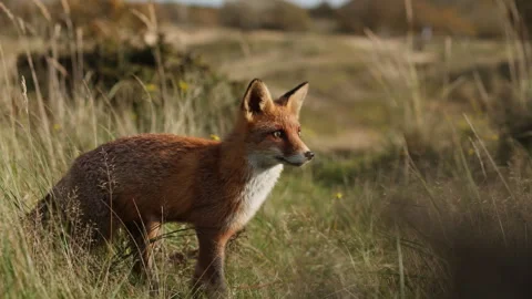Dog-like sly red fox exploring looking for prey among grasses in meadow Stock Footage 289705302