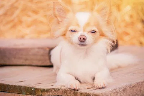 A dog of a small breed. A long-haired chihuahua lies on a sunny day. Stock Photos