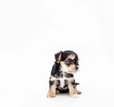 A dog of a small breed of mixed color sits on its hind legs and looks at the Stock Photos