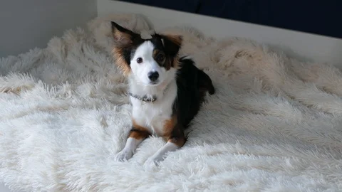Dog is small, lying on the bed in the bedroom, and carefully looks at the camera Stock Footage 128206046