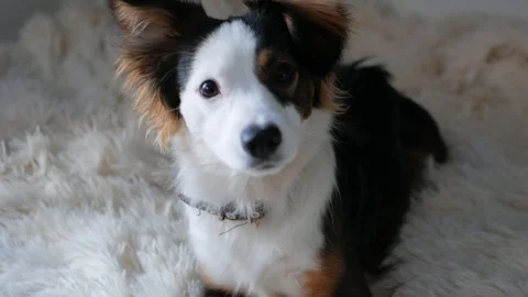 Dog is small, lying on the bed in the bedroom, and carefully looks at the camera Stock Footage 128206226