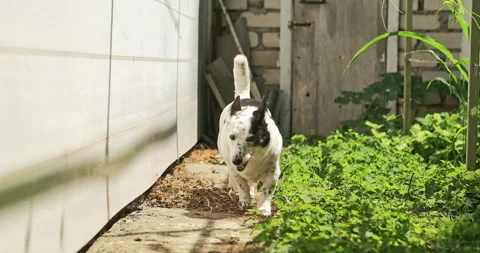 The dog smelled a cat in the backyard Stock-Footage 279493635