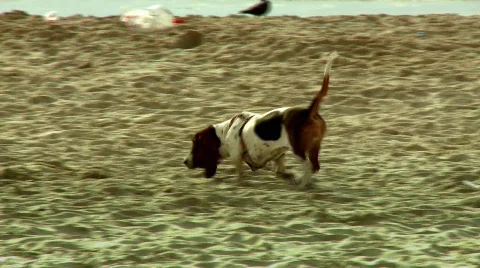 A Dog smelling in the beach Stock Footage 462487