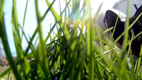 Dog Smelling in grass Stock Footage 83270396