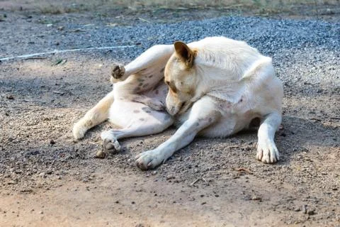 Dog smelling itself. Stock Photos