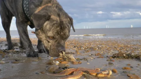 Dog Smelling Star Fish Stock-Footage 132066204