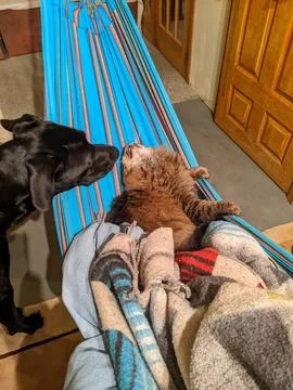 A dog smells a cat resting on a hammock Fotos Stock