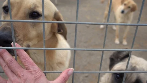 Dog smells a hand of stranger through metal fencing Stock Footage 88086832
