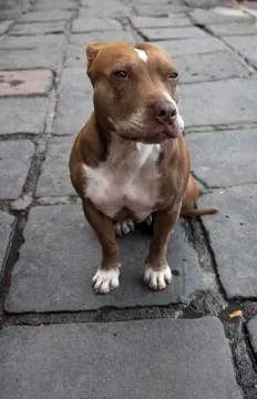 A dog smile to the camera Foto stock