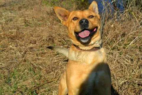 Dog smile 스톡 사진