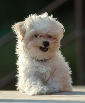 Dog smiles Foto stock