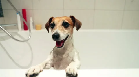 Dog smiling in the bathroom Vídeo Stock 53356368