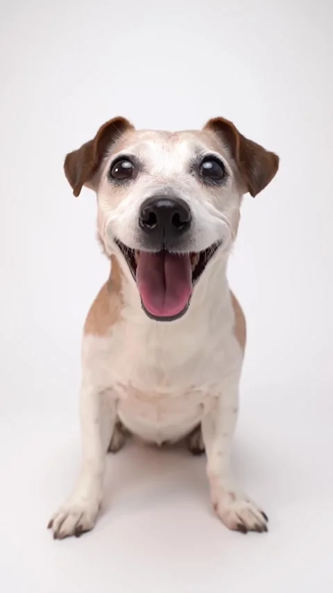 Dog smiling broadly and looking at camera sitting on white background Vídeo Stock 287730741