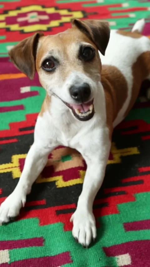 Dog smiling face portrait Stock-Footage 293050169