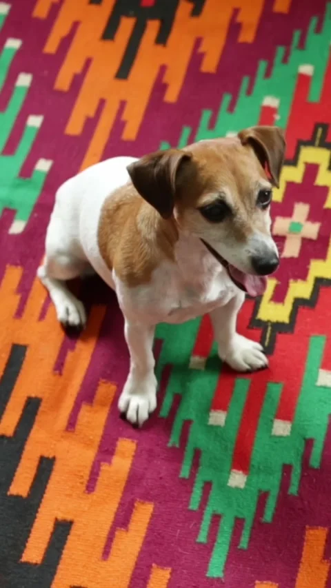 Dog smiling looking at camera Video stock 293050154