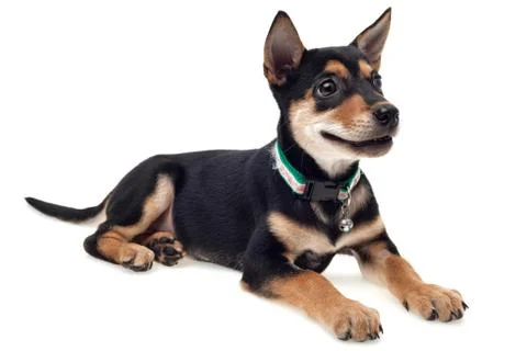 Dog smiling Stock Photos