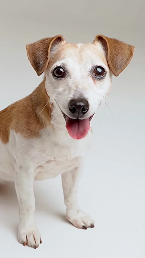 Dog smiling on white background 動画素材 280483700