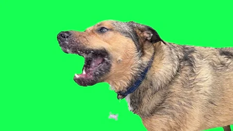 Dog Snapping at Water Green Screen Stock Footage 337434473