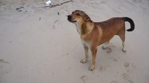 Dog sneeze on the beach Stock Footage 43591899