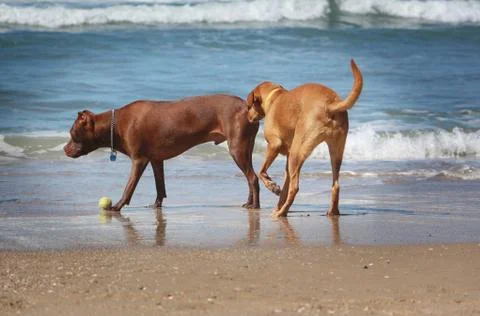Dog sniff Stock Photos
