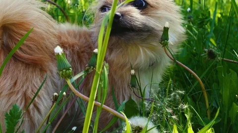 The dog is sniffing and looking for something in the grass Stock Footage 108943222