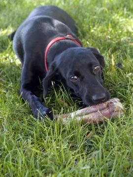 Dog sniffing bone Stock Photos