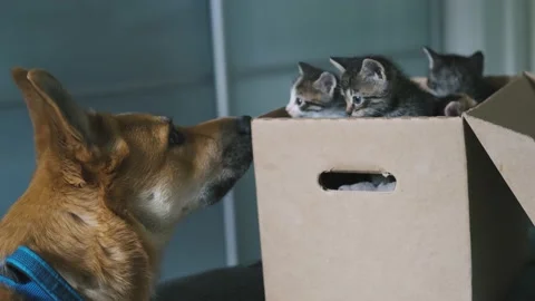 Dog sniffing a box of kittens Stock Footage 239444961