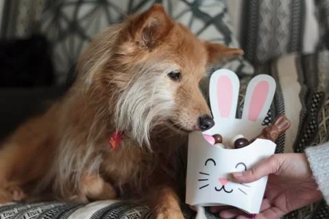 Dog sniffing bunny box with easter candy inside Stock Photos