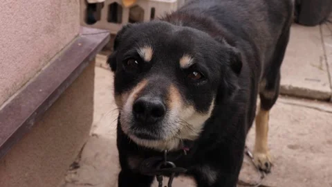 Dog sniffing in close-up and looking at camera. black and tan pet with Stock Footage 309308991