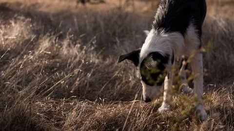 Dog sniffing in the field Stock Footage 94882054