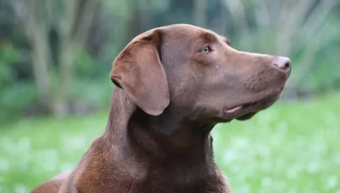 Dog - Sniffing Stock Footage 10979657