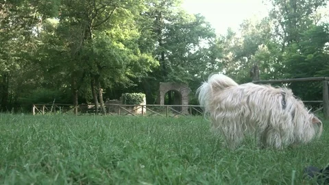 Dog is sniffing Stock Footage 111457940