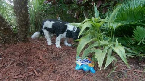 Dog sniffing Stock Footage 137674461