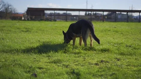 Dog sniffing Stock Footage 143872555