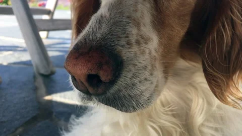 Dog Sniffing Stock Footage 147570308