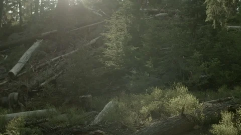 Dog sniffing in the forest Stock Footage 87613864