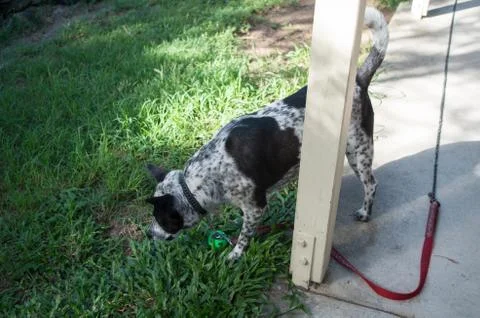 Dog sniffing the grass Stock Photos