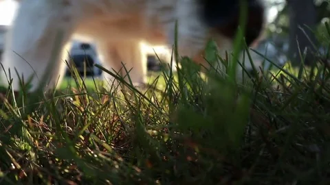 Dog sniffing grass, video Stock Footage 79295863