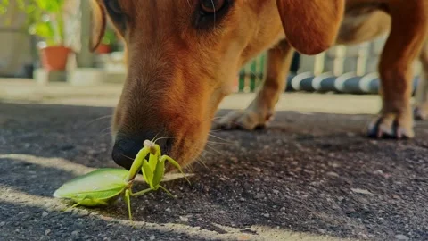 Dog Sniffing Green Praying Mantis on Concrete Stock Footage 317682807