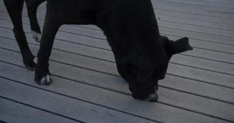 Dog Sniffing Ground Deck 4K Stock Footage 117573855