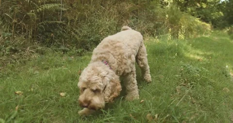 Dog sniffing the ground Stock Footage 139755663