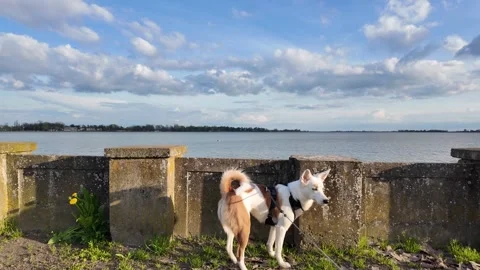 A dog sniffing the ground while walking by a lake. Stock Footage 317678423
