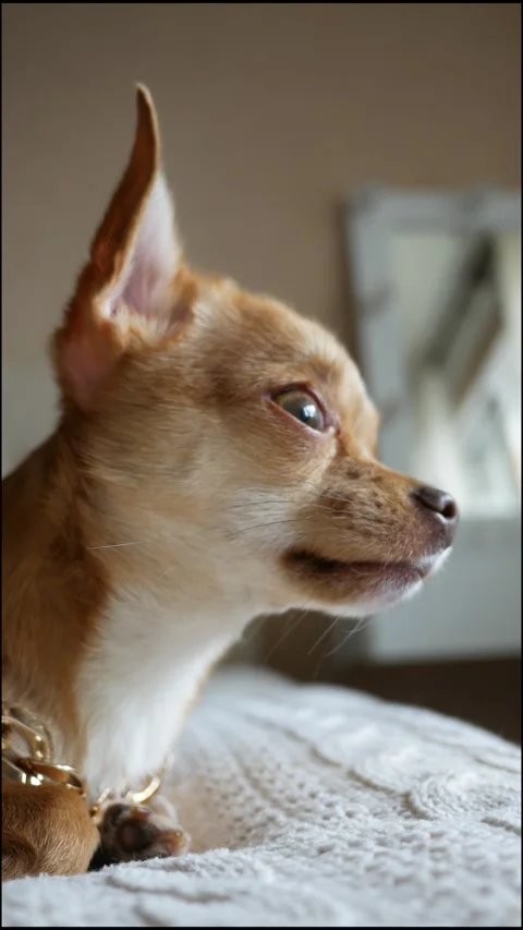 A dog sniffing with its nose. Olfaction. Chihuahua. A close-up of a cute, funny, Video stock 334844995