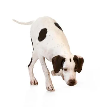 Dog sniffing Stock Photos