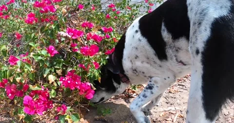 Dog Sniffing Plants Stock Footage 141172937