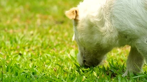 Dog is sniffing the smell Stock Footage 48830289
