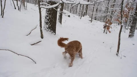 Dog Sniffing in Snow Stock-Footage 235726759