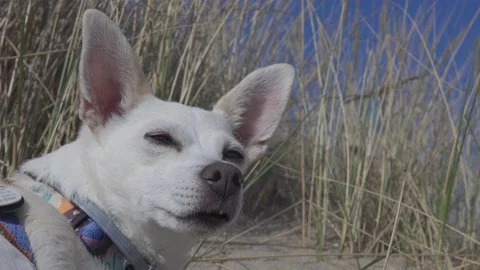 Dog sniffing something in the air Video stock 153621087