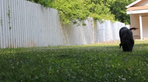 Dog sniffs aimlessly through grass Stock Footage 6833281